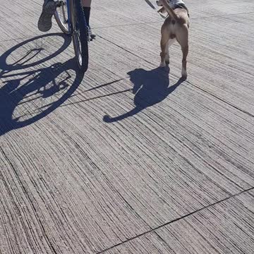 Tucker Carlson and A Bicycle