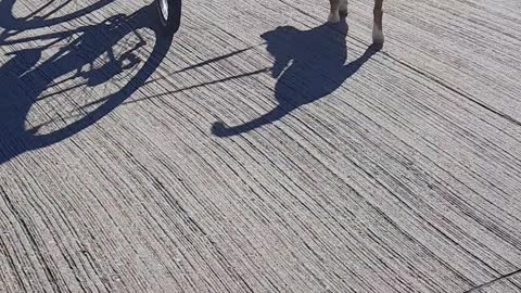 Tucker Carlson and A Bicycle