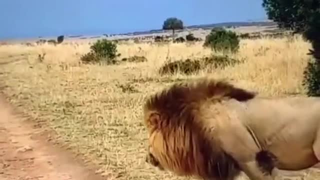 LION Waking Up Lioness Funny Animal Videos