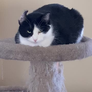 Is Flower having an off day?