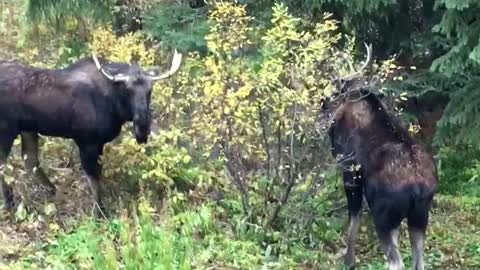 Moose Fight