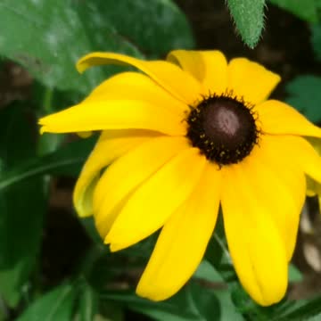 Brood X!! Cicada Hatch From Shell Crawling Around!!!!!