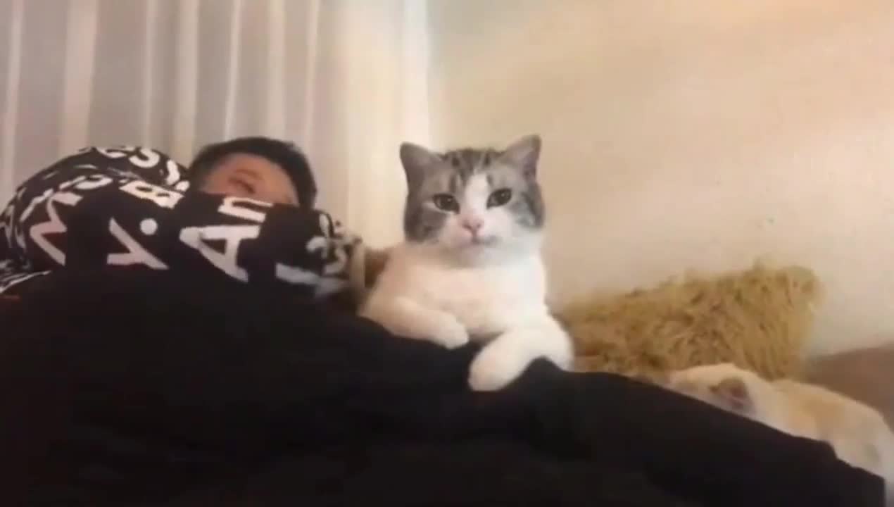 Cute ways cats show their love for owner