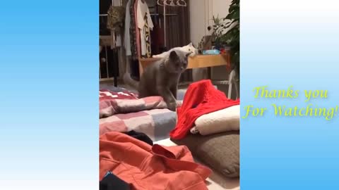 TOP funny cat vedios of thr weekly- try not to laugh #1 -Zubaiyed