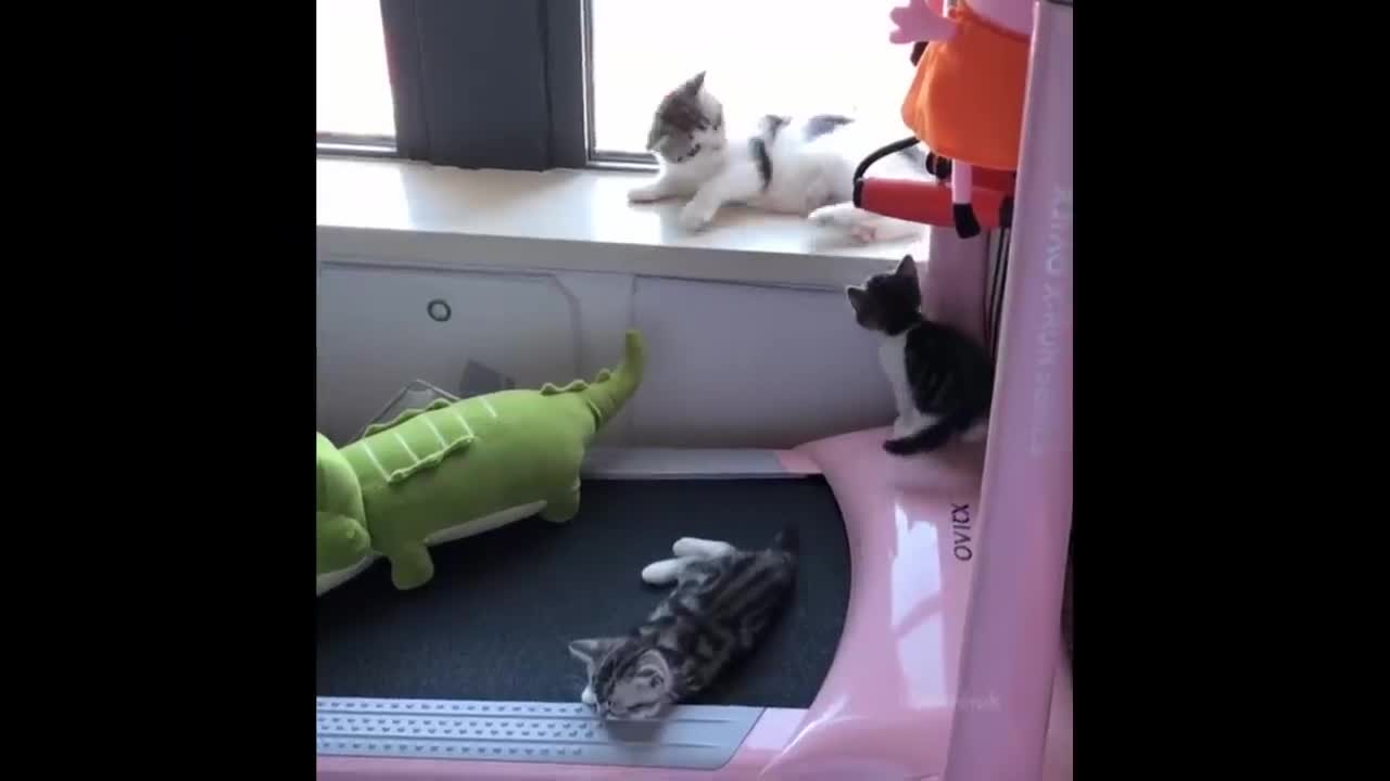 Funniest Animals - Best Of The 2021 Funny Animal Videos #94