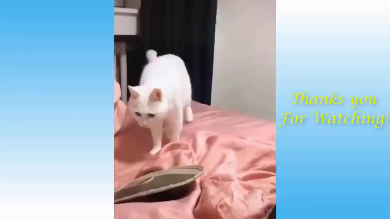 Cutest And Funniest Pets In The World🥰🥰🥰
