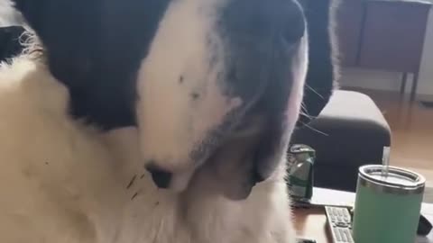 My Dog Making fun of my baby | funny dogvideos | cute dogs |