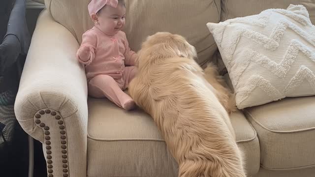 Golden Retriever Gives Glorious Cuddles