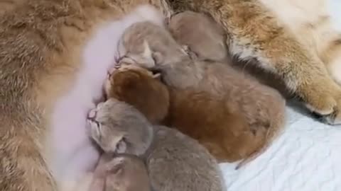 How much is the cat laughing while feeding its babies