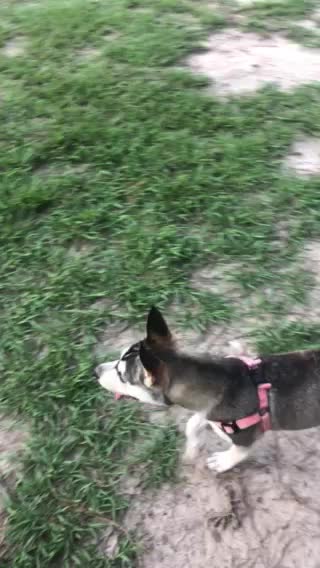 People who can't control their dog at a dog park