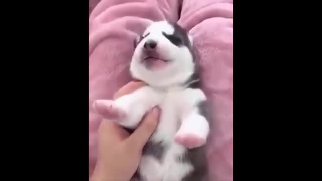 Cute Animals compilation