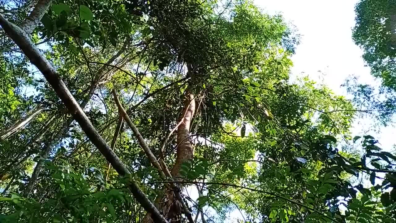 eat forest honey