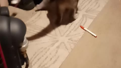 Polydactyl Kitty Piper playing with her mouse again