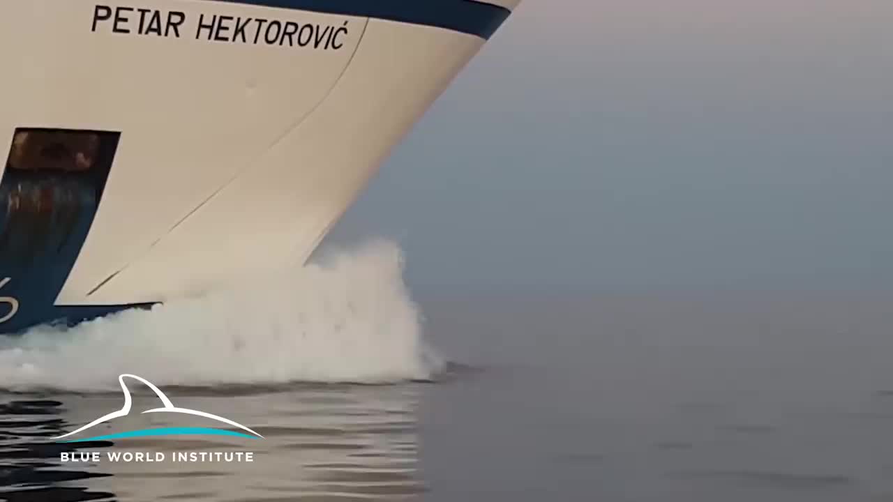 Prekrasni dupini utrkuju se s trajektom Petar Hektorović