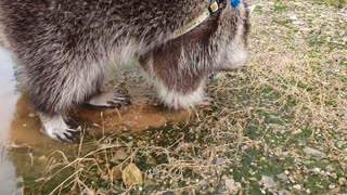 Raccoon after rain