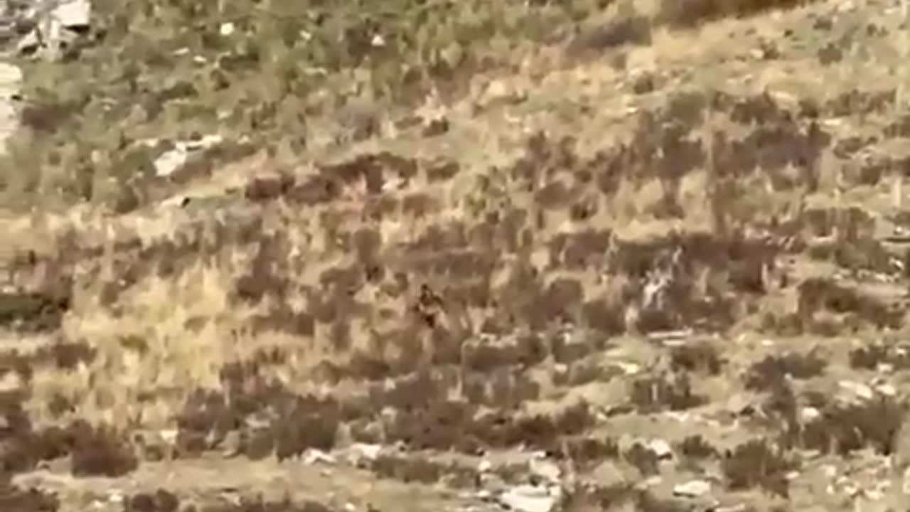 NEW and CLEARER Video of BIGFOOT