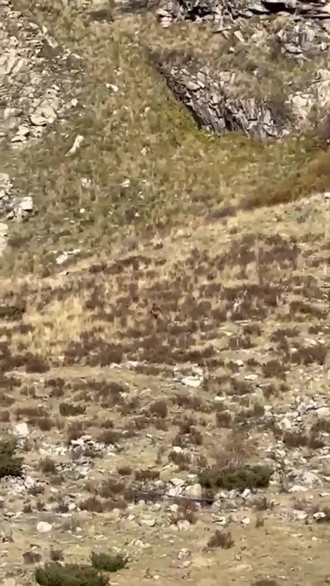 NEW and CLEARER Video of BIGFOOT