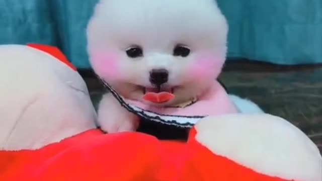 Cute and Funny Pomeranian Videos 39 #shorts