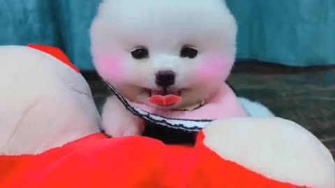 Cute and Funny Pomeranian Videos 39 #shorts