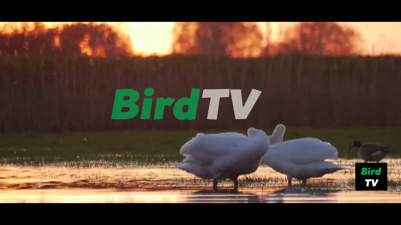 Bird TV, S01-E01, Pilot, Wild Bird TV Channel, Experience Cinema Quality TV on all Devices.