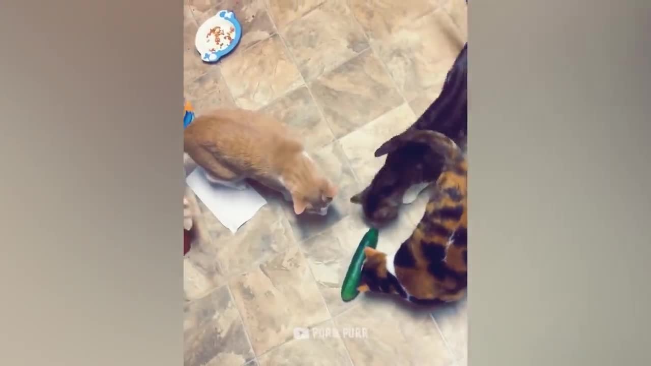 Cute kittens reacting to cucumbers