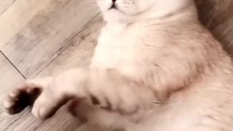 Silly cat plays with mom