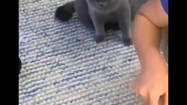 Funny cats