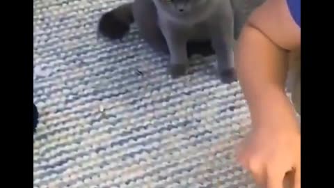 Funny cats
