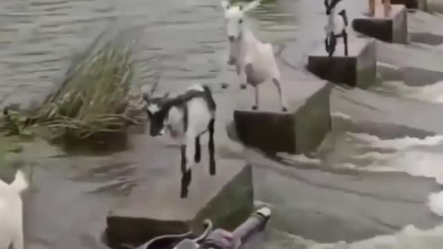 Goat crossing the pull with the line