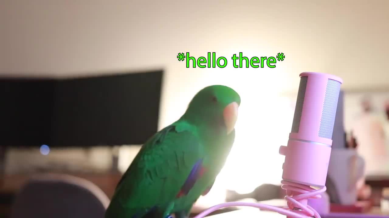 PARROT WITH SOULFUL ENCOURAGEMENT!