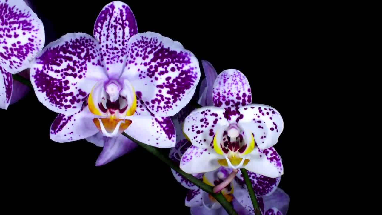 Times lapes what flower bloom..Amazing