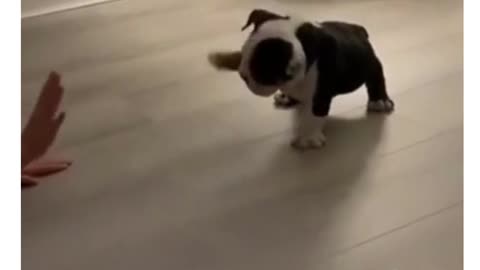 funny pets #shorts #funny#pets#animals