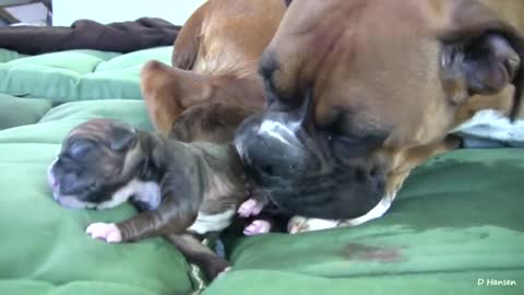 Dog_Has Amazing Birth While Standing