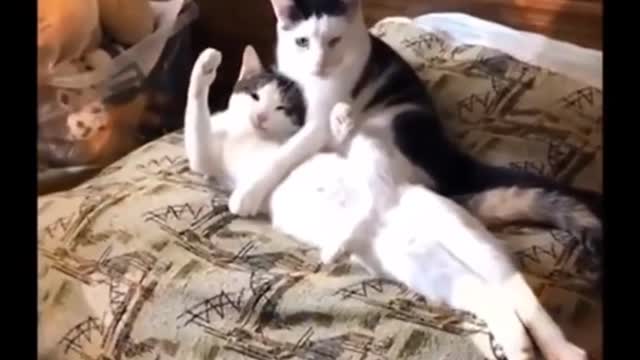 Cats Funny Videos Beautiful Pets cute Home Cats amazing