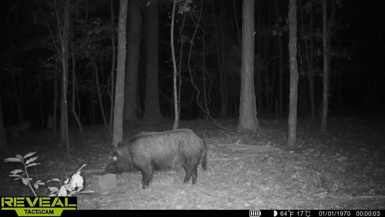 Porky