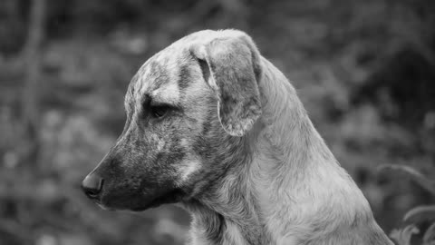 dogs
