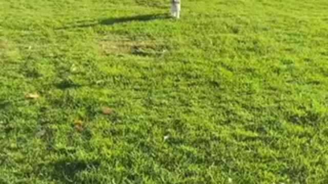 Puppy running in the park