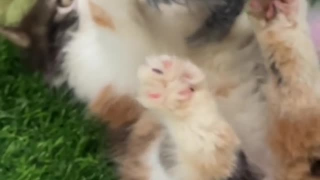 Cat video-cute cat video-funny cat video Playing