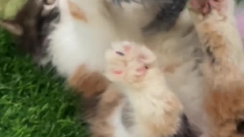 Cat video-cute cat video-funny cat video Playing