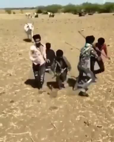 The cow defends the owner of a child