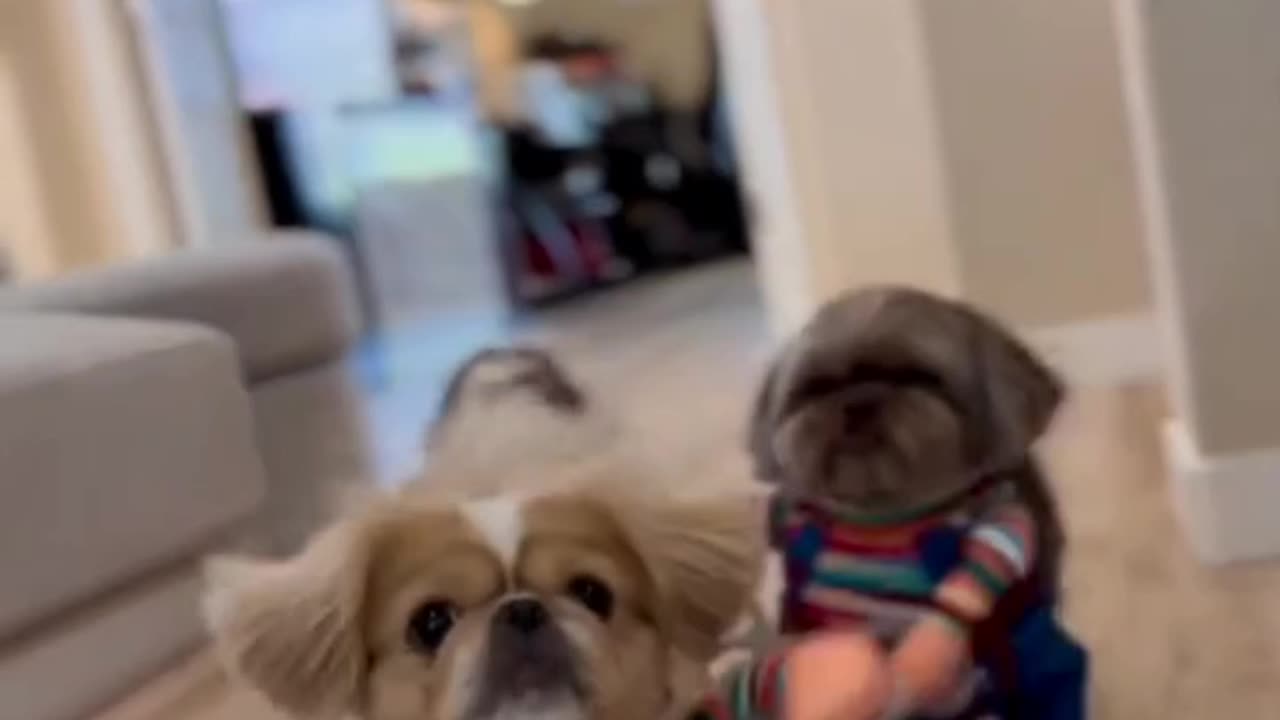 Cute Shih Tzu