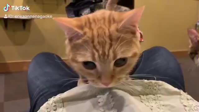 So cute!! This kitten loves to be on top of owner.