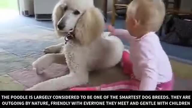 Pet dogs behaviour is good