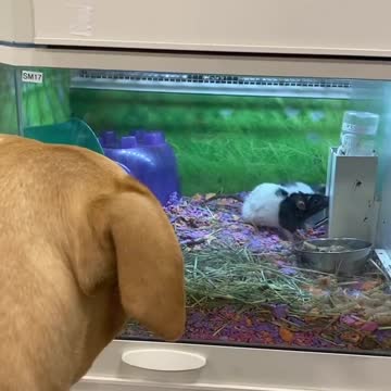 in a zone pet store shopping