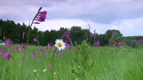 The grass is in full bloom with lilac wildflowers all over the mountain