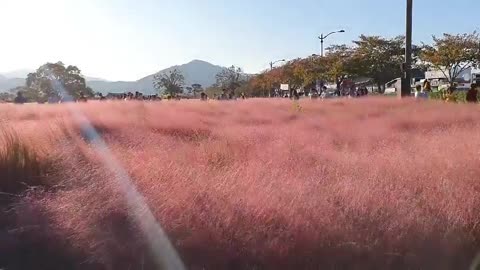 Gyeongju Pink Muley Video