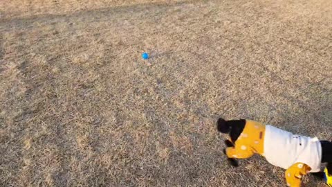 A puppy playing soccer ball