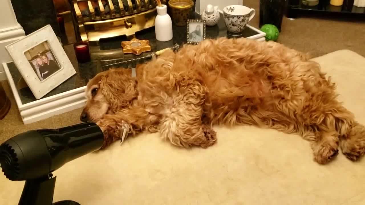 Cocker spaniel absolutely loves her unique christmas present puppy