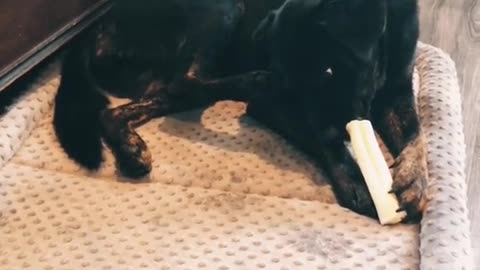 Dogs Paw Trying to Steal Bone