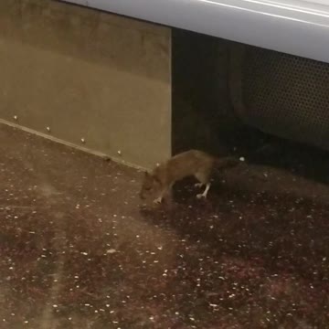 Rat struggles to walk on moving subway car